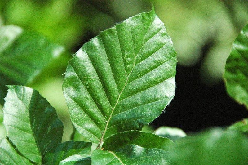 Dawyck beech (Fagus sylvatica 'Dawyck')