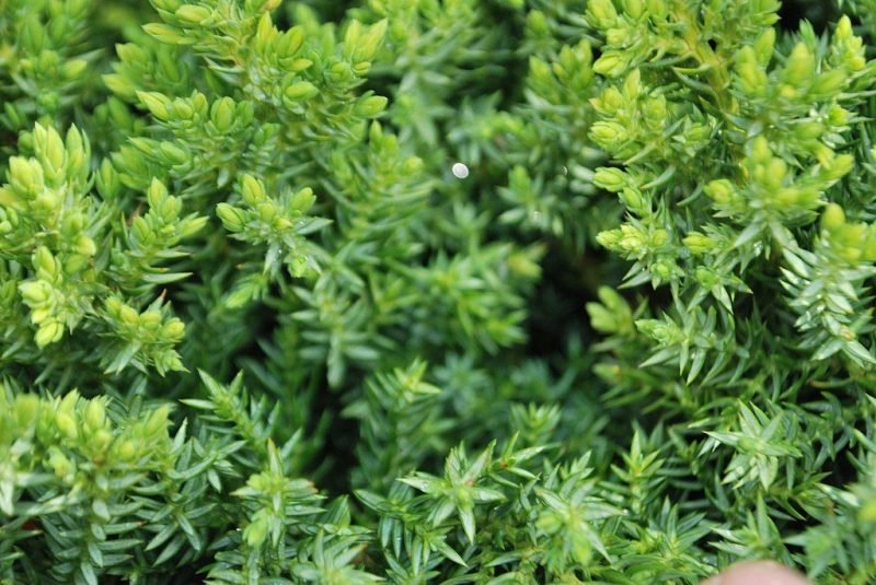 Decumbent juniper 'Nana' (Juniperus procumbens 'Nana')