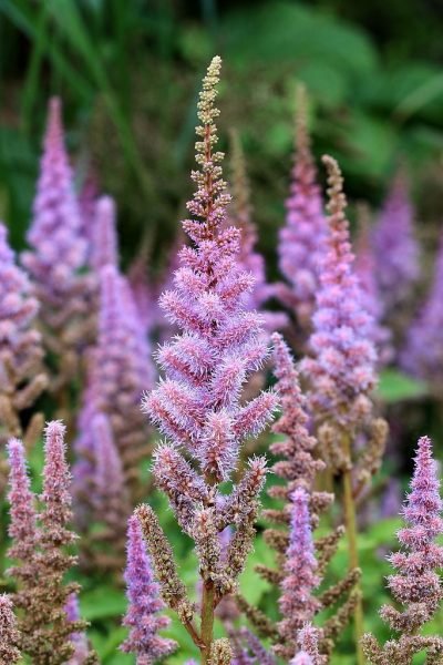 Dwarf Chinese astilbe (Astilbe chinensis var. pumila)