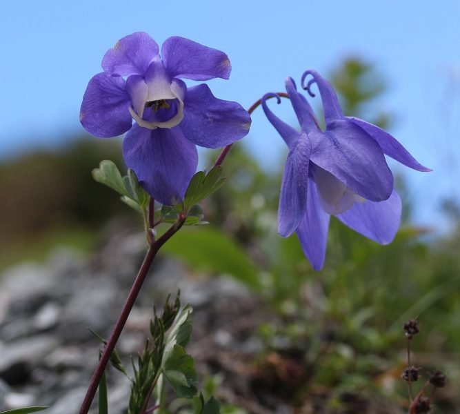 Dwarf fan-shaped columbine (Aquilegia flabellata var. pumila)