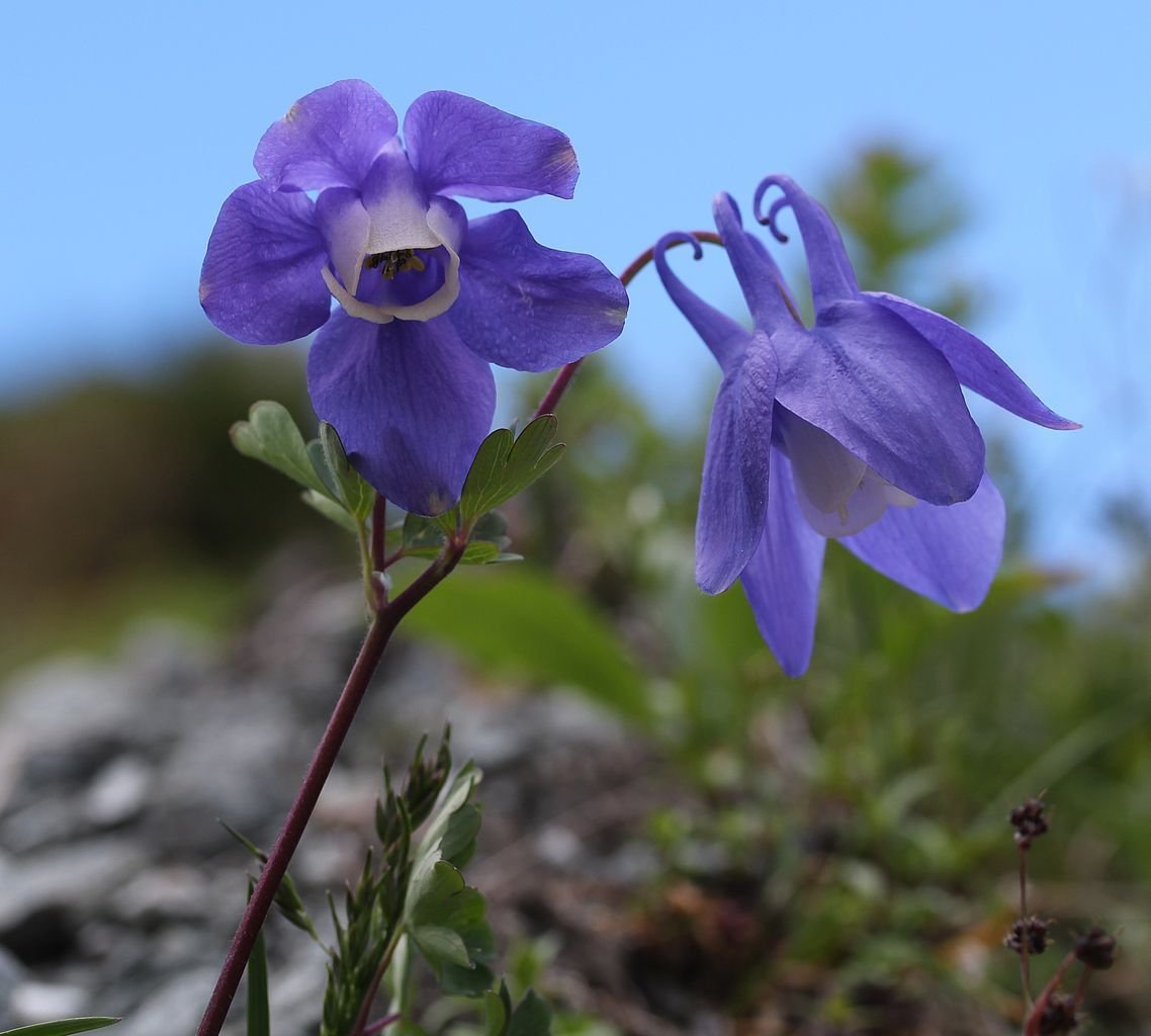 Dwarf fan-shaped columbine (Aquilegia flabellata var. pumila)
