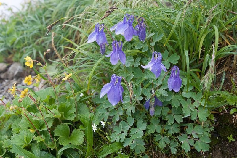 How to plant Dwarf fan-shaped columbine (Aquilegia flabellata var. pumila)_1
