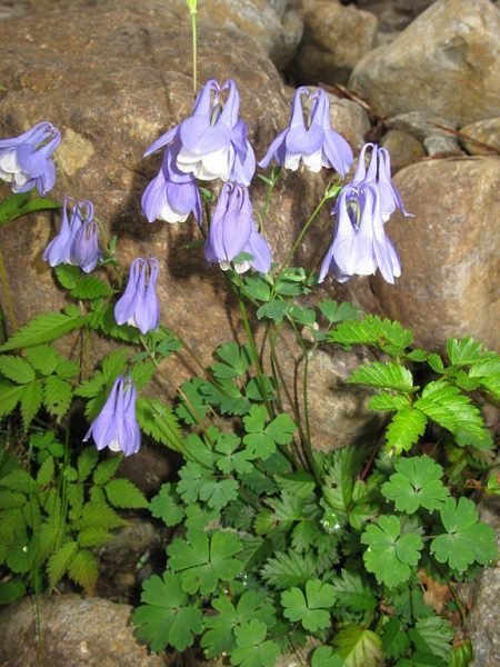 Where to plant Dwarf fan-shaped columbine (Aquilegia flabellata var. pumila)_2