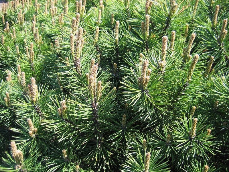 Dwarf mountain pine 'Gnom' (Pinus mugo 'Gnom')