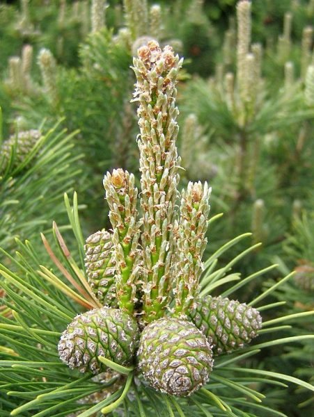 Dwarf mountain pine 'Humpy' (Pinus mugo 'Humpy')