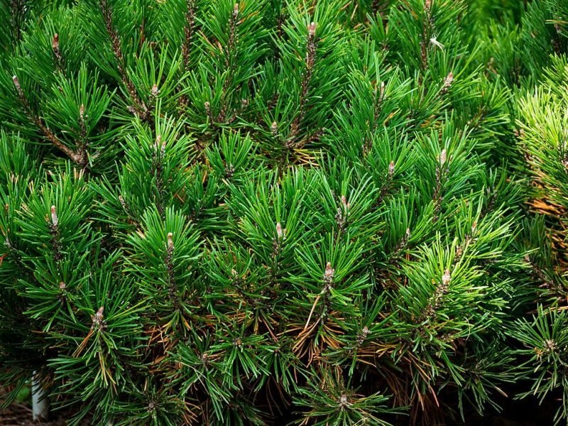 Dwarf mountain pine 'Mops' (Pinus mugo 'Mops')