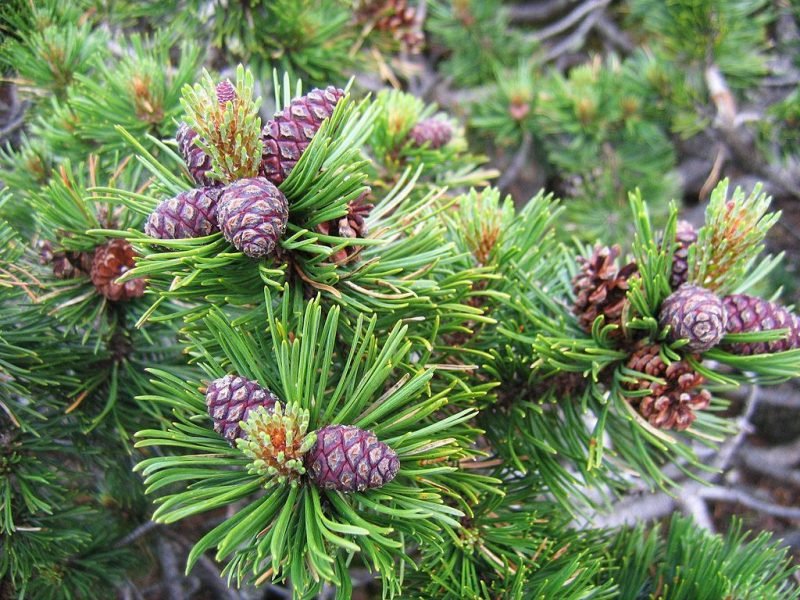 Dwarf mountain pine (Pinus mugo)
