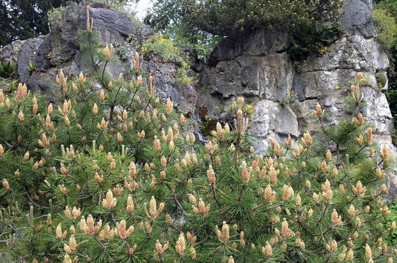 Dwarf mountain pine Pumilio Group (Pinus mugo Pumilio)