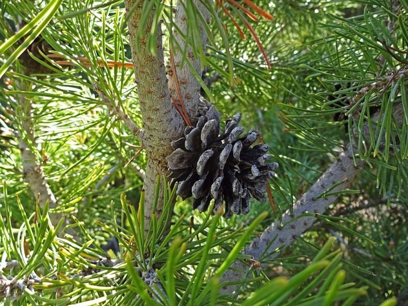 Dwarf mountain pine 'Sherwood Compact' (Pinus mugo 'Sherwood Compact')