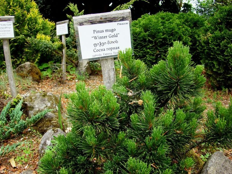 Dwarf mountain pine 'Winter Gold' (Pinus mugo 'Winter Gold')