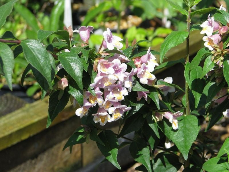 Engler's abelia (Abelia engleriana)