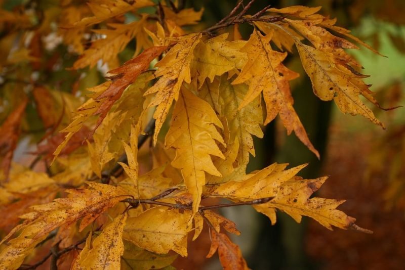 Fern-leaved beech (Fagus sylvatica var. heterophylla 'Aspleniifolia')