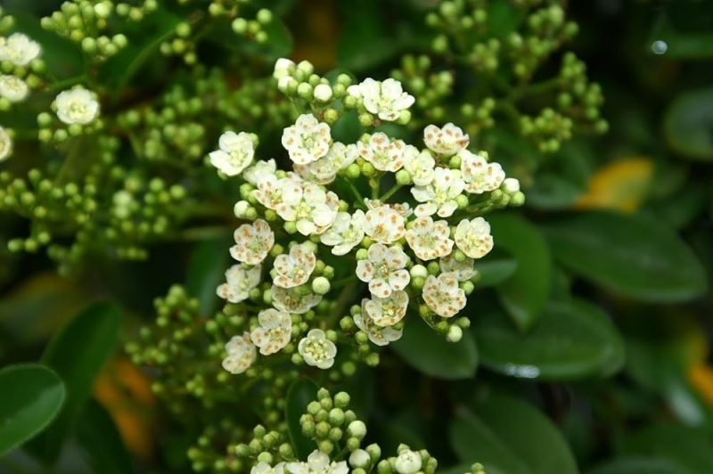 Firethorn 'Mohave' (Pyracantha 'Mohave')