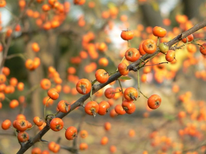 Firethorn Saphyr Orange (Pyracantha Saphyr Orange 'Cadange')