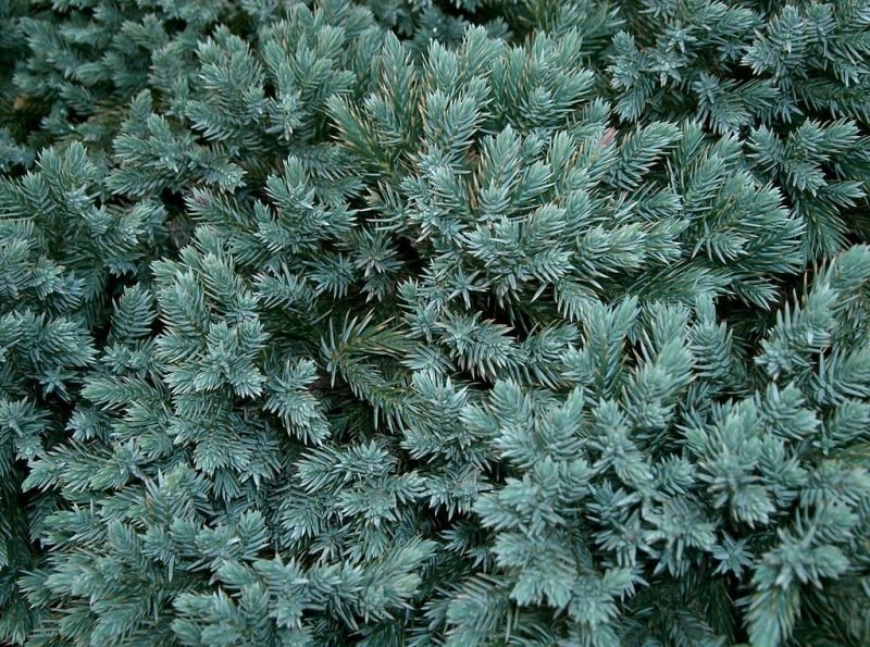 Flaky Juniper 'Blue Star' (Juniperus squamata 'Blue Star')