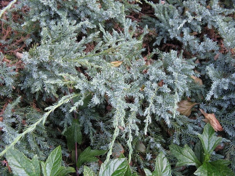 Flaky juniper 'Blue Carpet' (Juniperus squamata 'Blue Carpet')