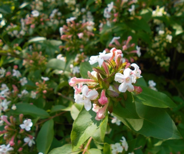 Fragrant abelia (Abelia mosanensis)