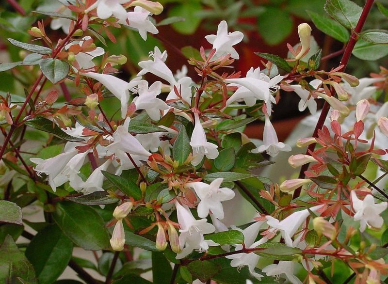 Glossy abelia (Abelia × grandiflora)