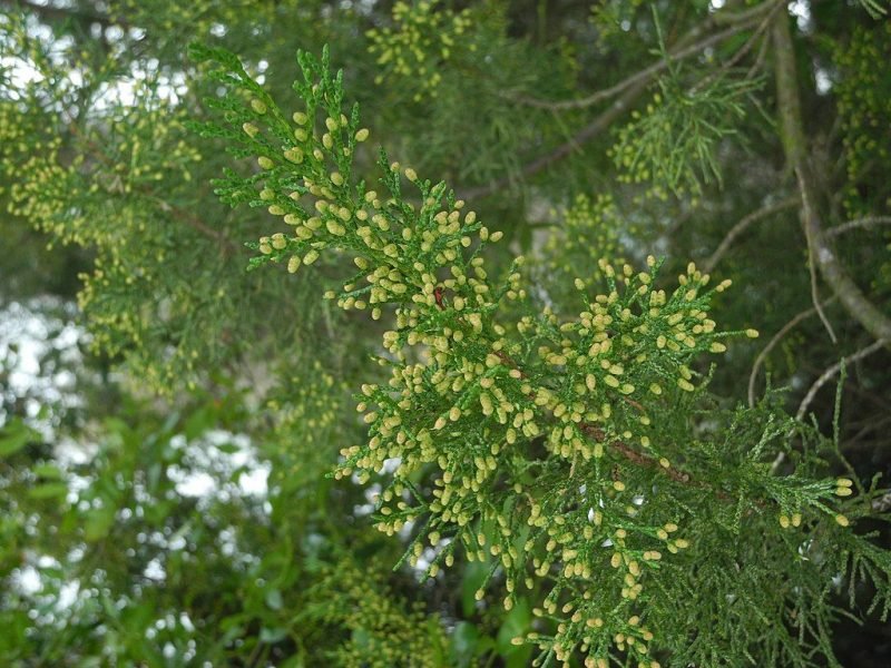 Golden Chinese juniper (Juniperus chinensis 'Aurea')