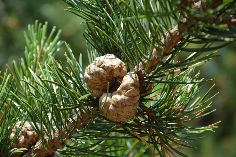 Jack pine (Pinus banksiana)