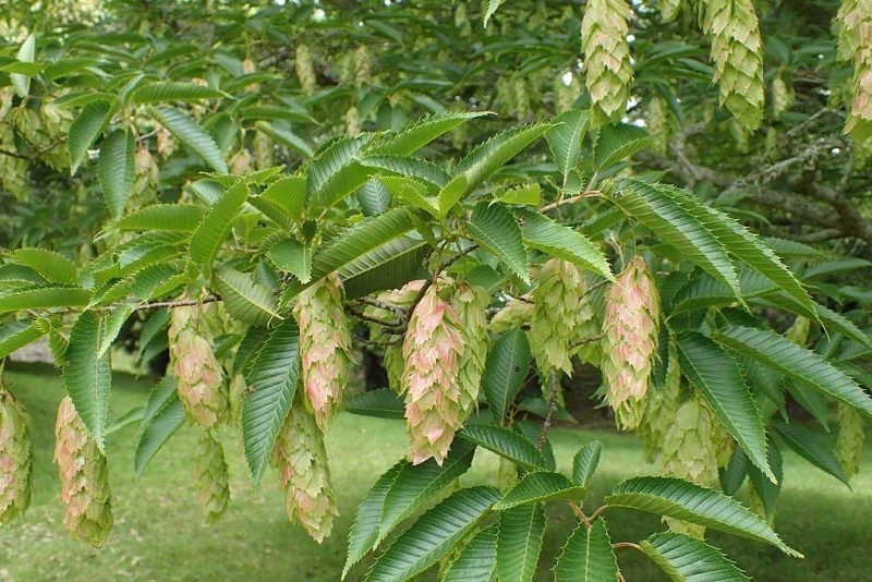 Japanese hornbeam (Carpinus japonica)