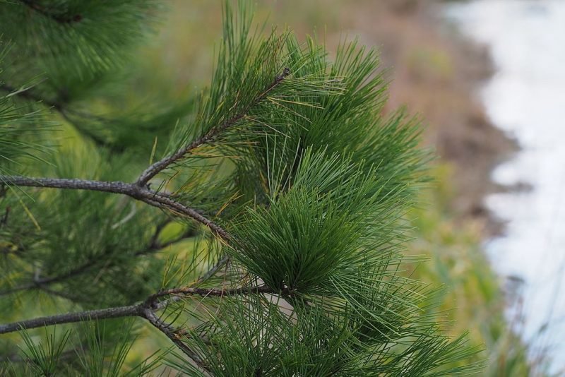 Japanese red pine (Pinus densiflora)