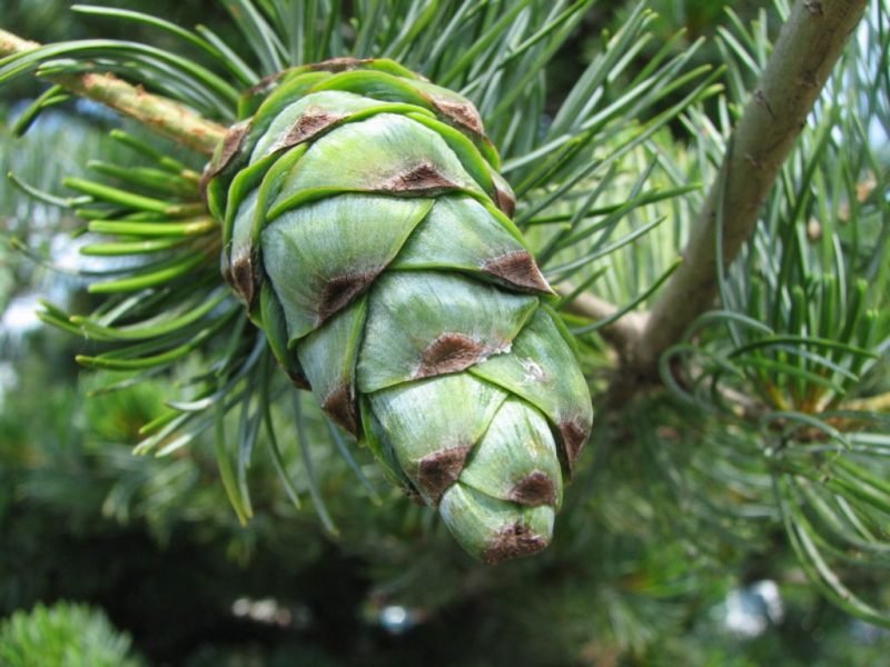 Japanese white pine (Pinus parviflora)