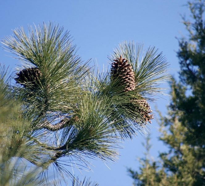 Jeffrey's pine (Pinus jeffreyi)