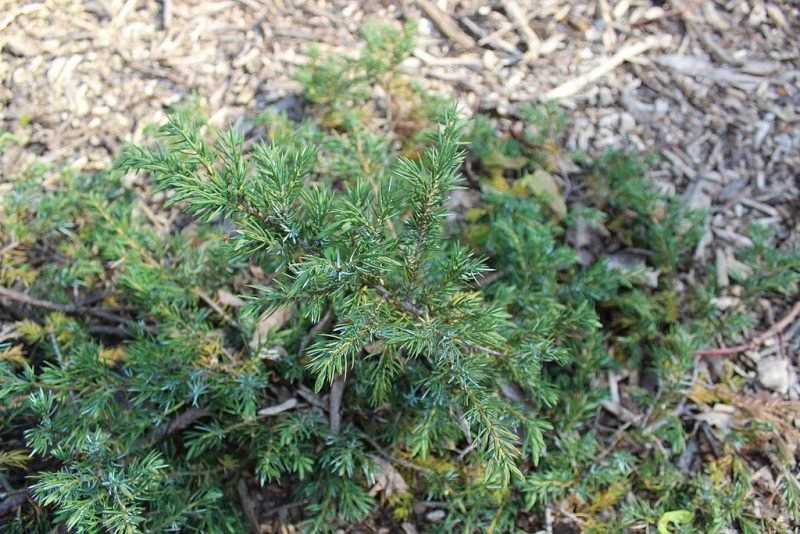 Juniper 'Green Carpet' (Juniperus communis 'Green Carpet')