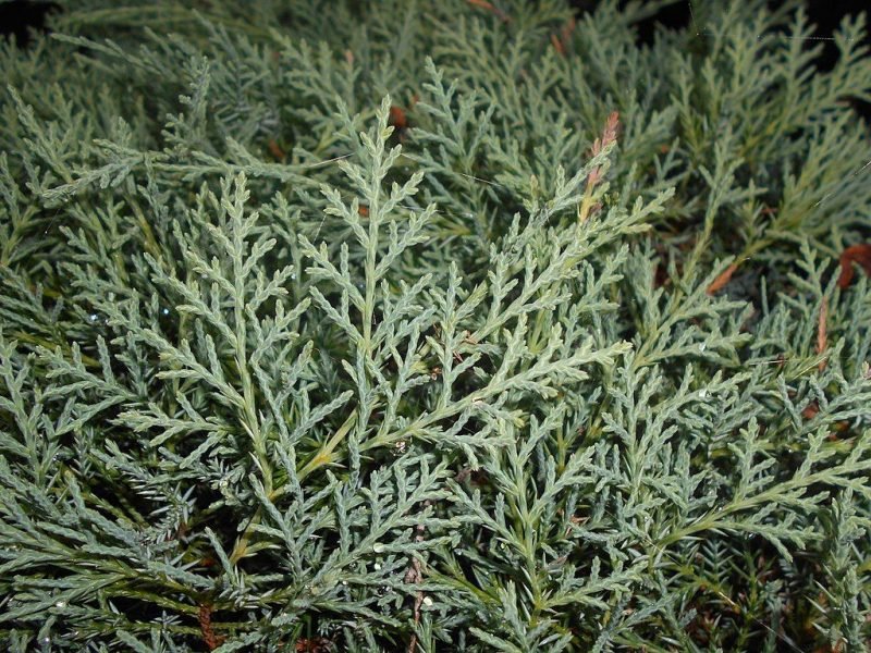 Juniper 'Grey Owl' (Juniperus 'Grey Owl')