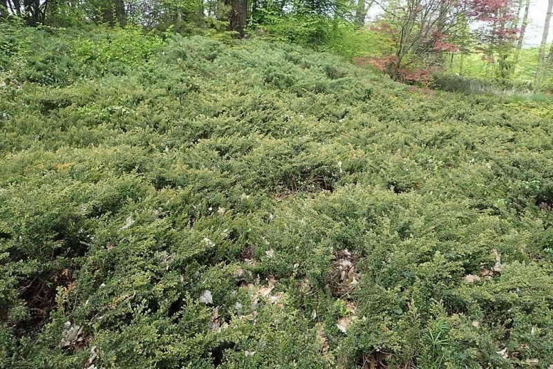Juniper 'Repanda' (Juniperus communis 'Repanda')