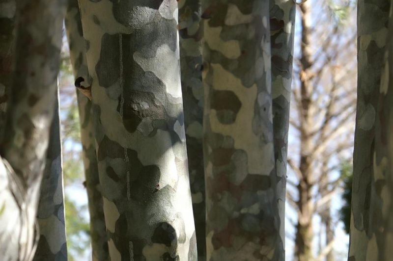 Lacebark pine (Pinus bungeana)