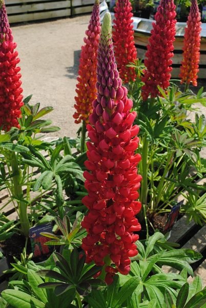 Lupin 'Beefeater' (Lupinus 'Beefeater')