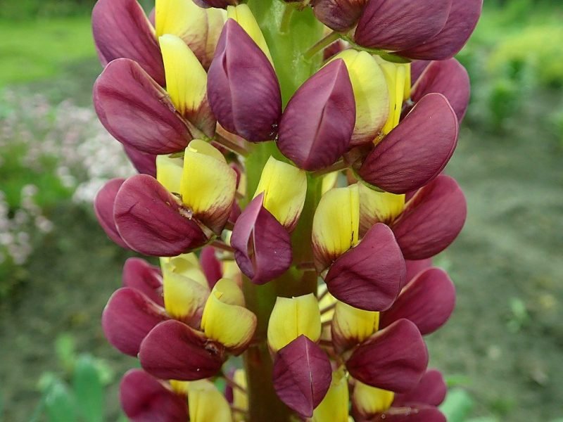 Lupin 'Manhattan Lights' (Lupinus 'Manhattan Lights')