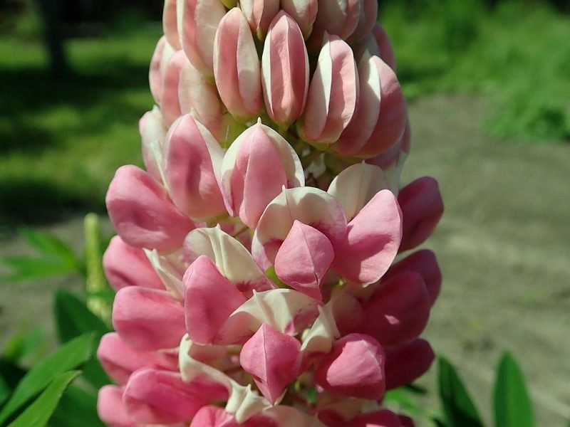 Lupin 'The Chatelaine' (Lupinus 'The Chatelaine')