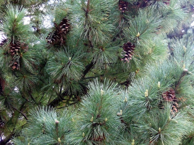 Macedonian pine (Pinus peuce)