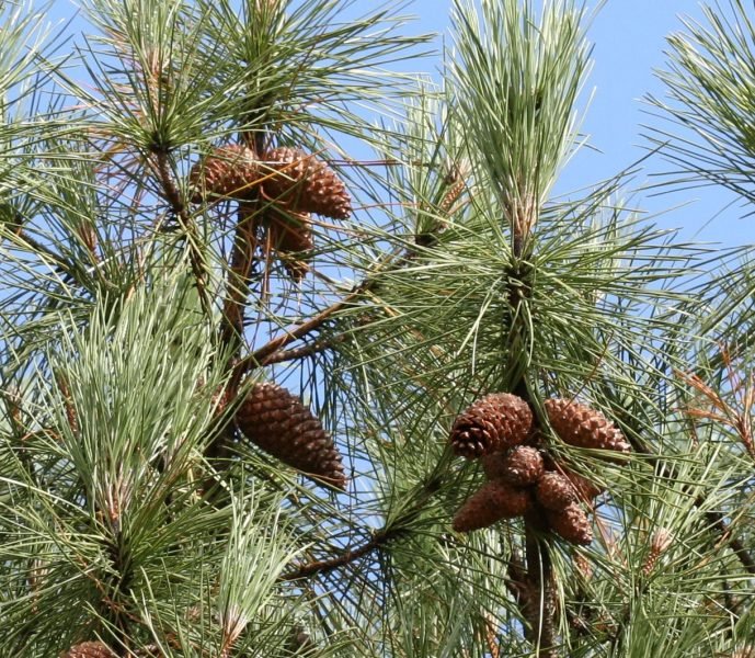 Maritime pine (Pinus pinaster)