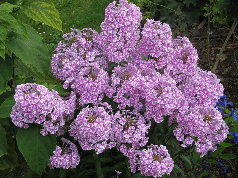 Meadow phlox 'Natascha' (Phlox maculata 'Natascha')