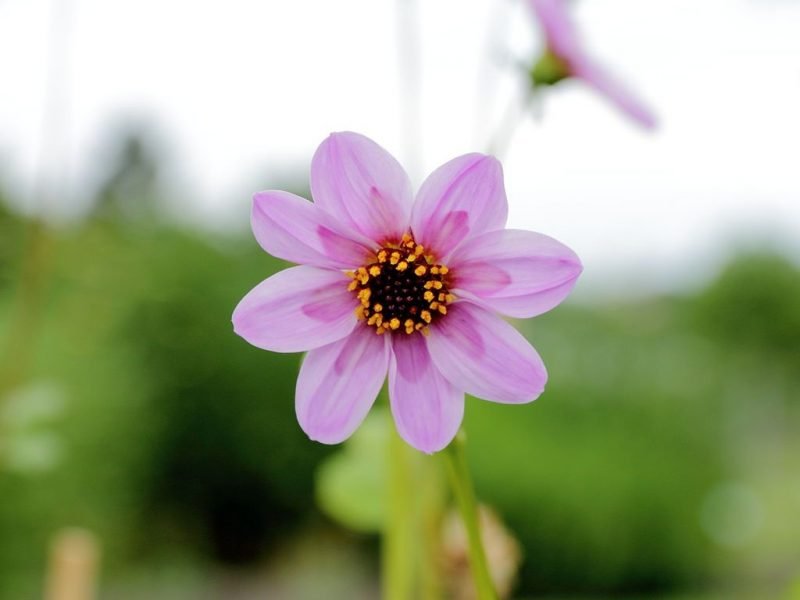 Merck dahlia (Dahlia merckii)