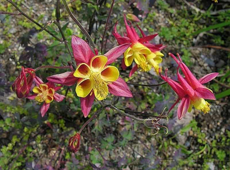 Mexican columbine (Aquilegia skinneri)