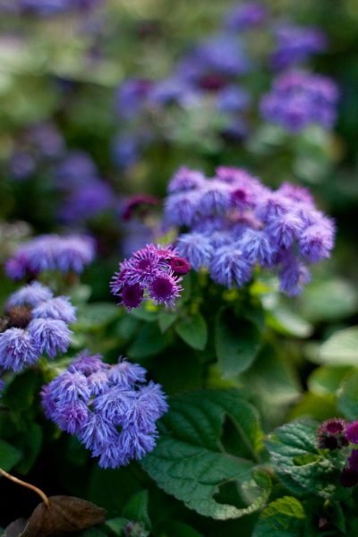 Mexican paintbrush 'Blue Danube' (Ageratum houstonianum 'Blue Danube')