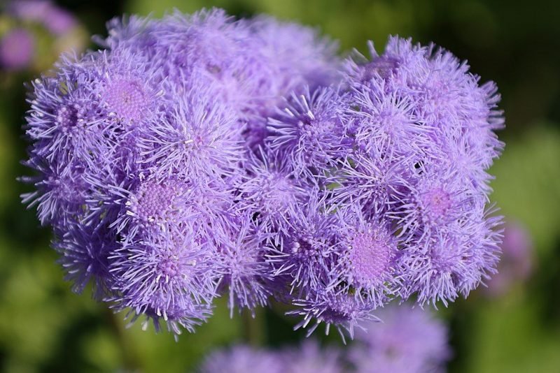 Mexican paintbrush 'Blue Horizon' (Ageratum houstonianum 'Blue Horizon')