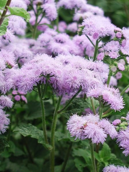 Where to plant Mexican paintbrush 'Blue Horizon' (Ageratum houstonianum 'Blue Horizon')_2