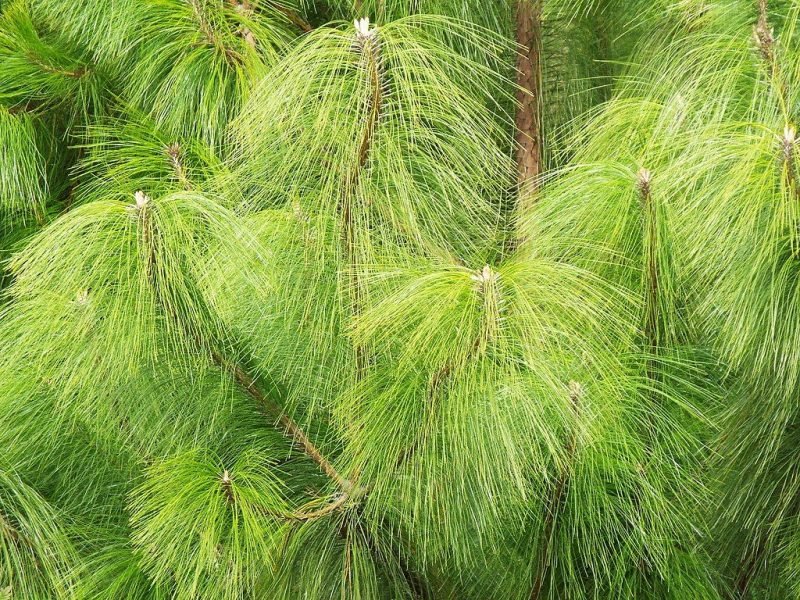 Mexican yellow pine (Pinus patula)