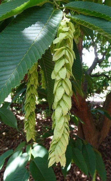 Monkeytail hornbeam (Carpinus fangiana)