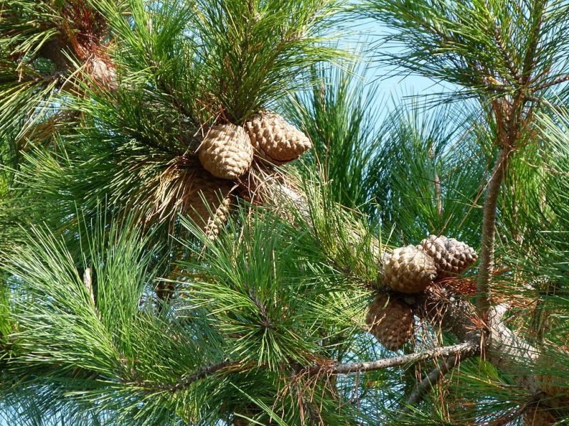 Monterey pine (Pinus radiata)