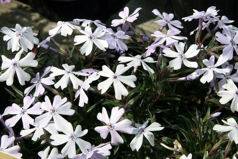 Moss phlox 'Emerald Cushion' (Phlox subulata 'Emerald Cushion')