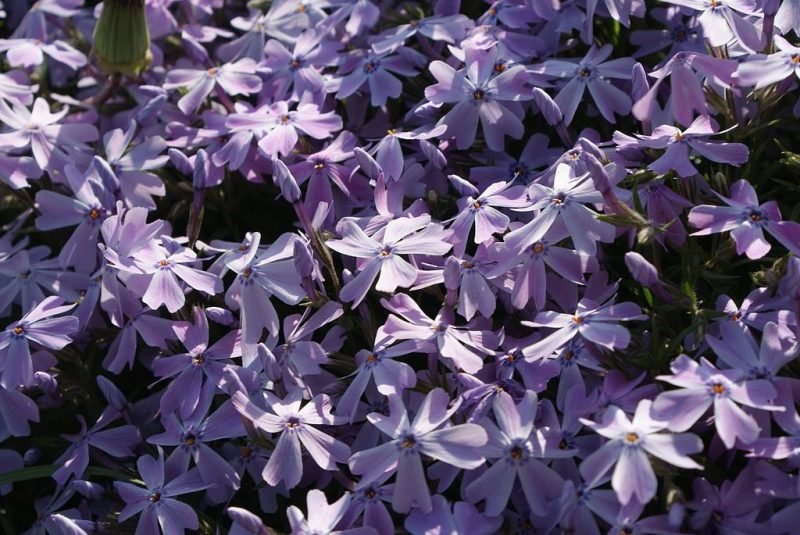 Moss phlox 'Maischnee' (Phlox subulata 'Maischnee')