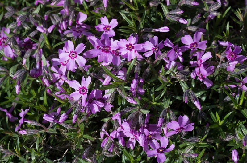 Moss phlox 'Marjorie' (Phlox subulata 'Marjorie')