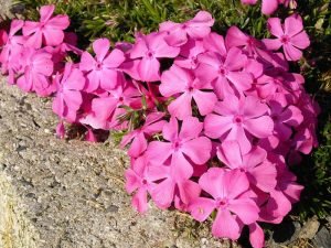 Moss phlox 'McDaniel's Cushion' (Phlox subulata 'McDaniel's Cushion')